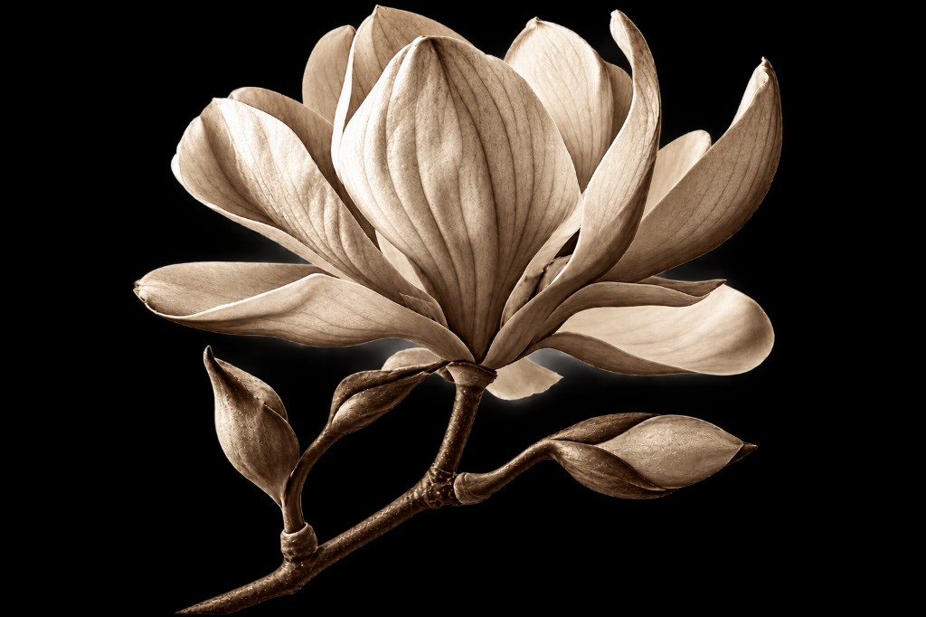 Magnolia