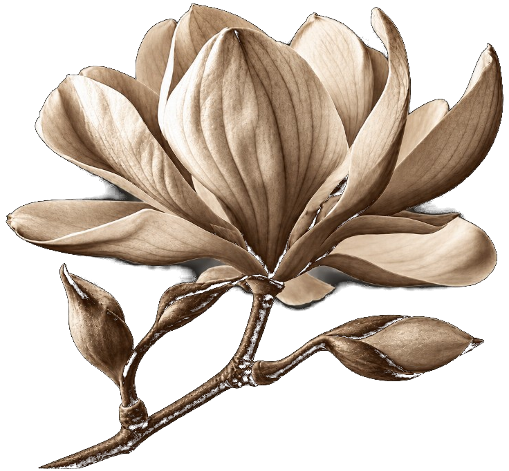 Magnolia