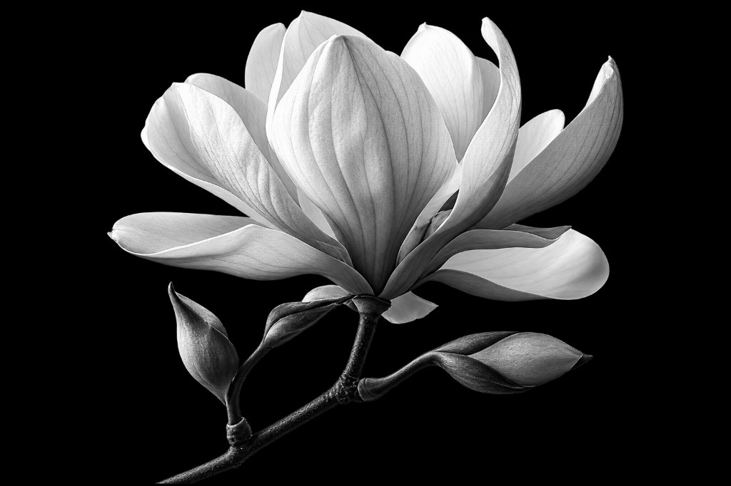Magnolia